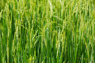 Full frame shot of wheat field