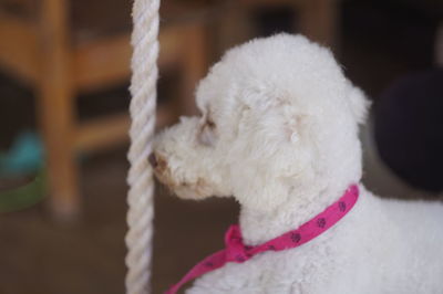 Close-up of white dog