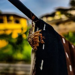 Close-up of butterfly on person holding leaf