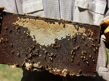 Close-up of bee on honeycomb 