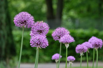 Close-up of purple flowering plant on field