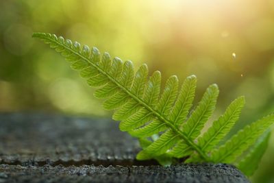 Green fern plant leaf textured in summer in the nature, ferns in the forest