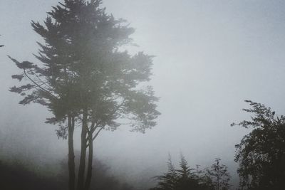 Trees in foggy weather
