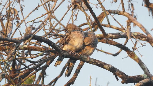 Low angle view of bird perching on branch