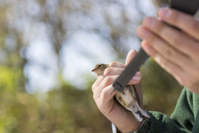 Close-up of hand holding bird