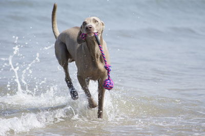 Weimaraner carrying toy at beach