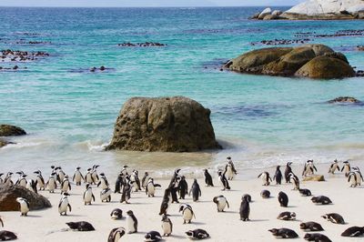 View of birds on beach