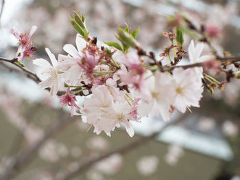 Close-up of pink cherry blossoms in spring