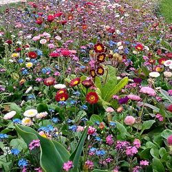 Flowers growing in field