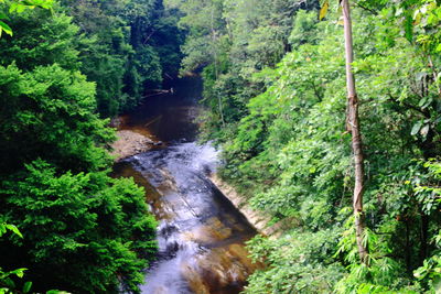 Scenic view of waterfall in forest