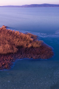 Aerial shot of reed on winter lake