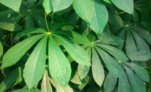 Close-up of fresh green cassava plant