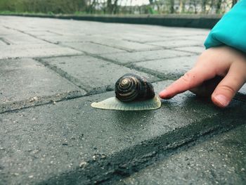 Close-up of a snail