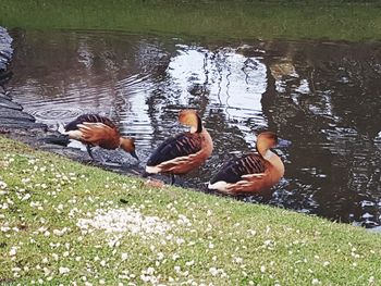 Ducks swimming in lake