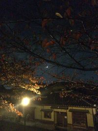 Low angle view of trees against sky at night