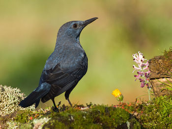 Close-up of bird perching on flower