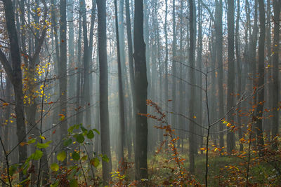 Sunlight streaming through trees in forest