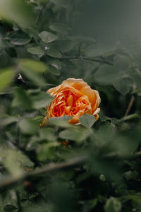 Close-up of orange rose flower