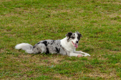 Portrait of dog on field