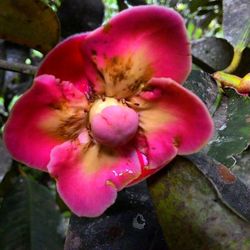 Close-up of pink flower