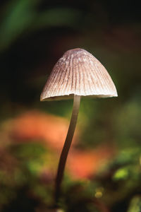 mushroom