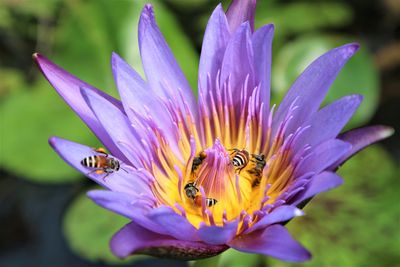 Close-up of purple water lily