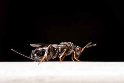 Close-up of insect over black background