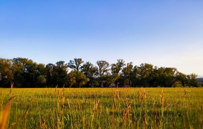 Scenic view of field against clear sky