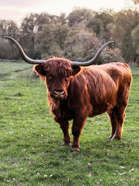 Cow standing on grassy field