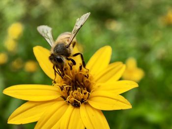 Close-up of honey bee on yellow flower