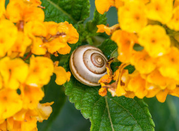 Close-up of snail on yellow flowers