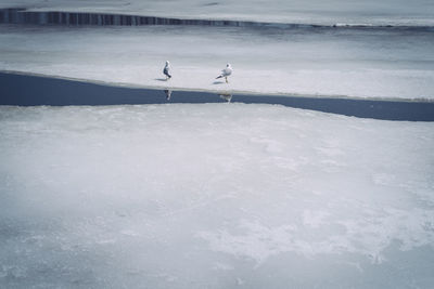 Birds on frozen lake