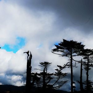 Low angle view of silhouette tree against sky