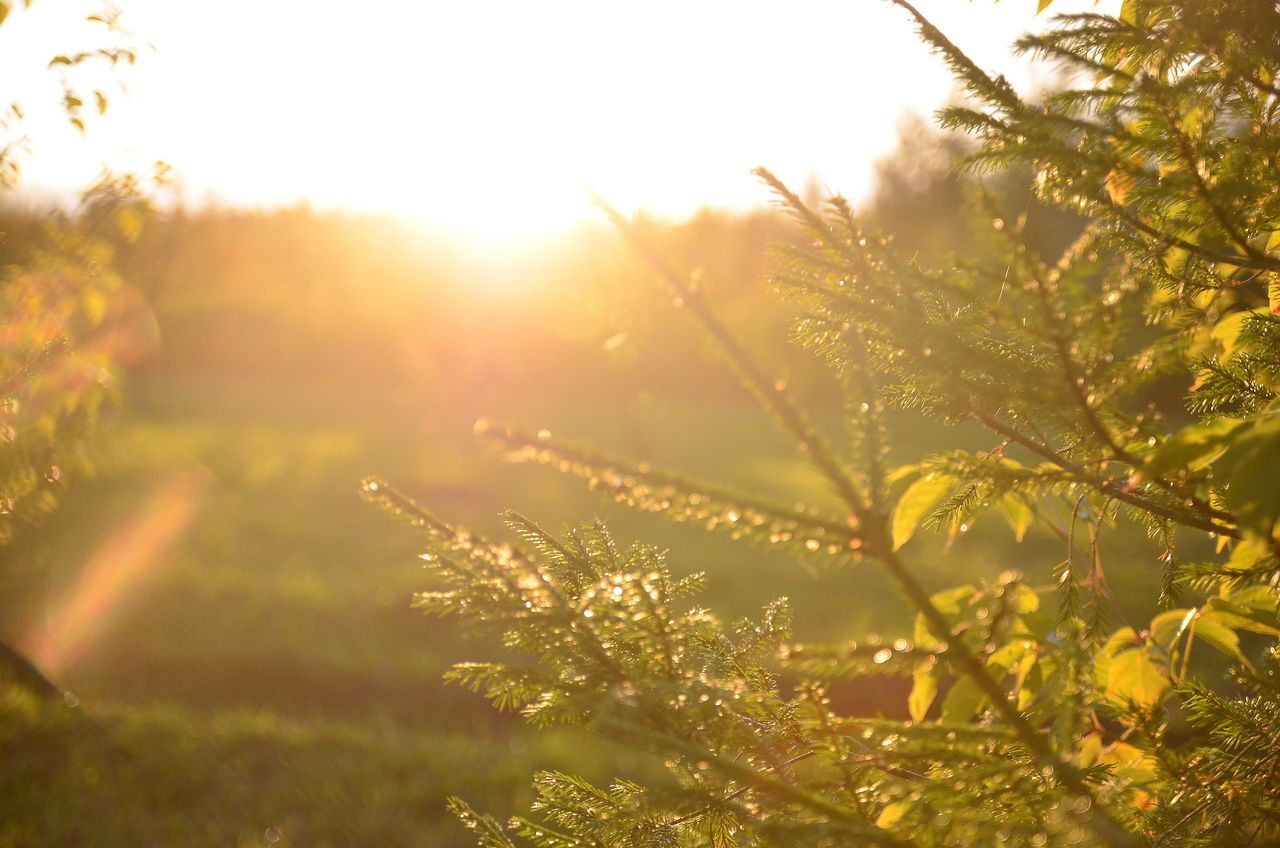 sunlight, sunbeam, growth, close-up, tree, beauty in nature, sun, plant, nature, selective focus, scenics, tranquility, lens flare, tranquil scene, bright, branch, sunrise - dawn, solar flare, non-urban scene, green, outdoors, day, sky, dew, green color, botany, freshness