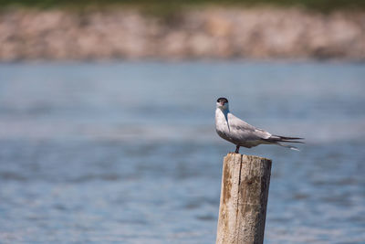 Close-up of seagull perching on wooden post