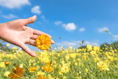 Close-up of yellow flowering plants on field