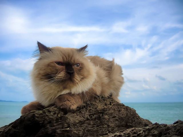 one animal, animal themes, sea, sky, mammal, pets, horizon over water, domestic animals, focus on foreground, cloud - sky, domestic cat, sitting, rock - object, relaxation, water, cloud, beach, nature, portrait, outdoors