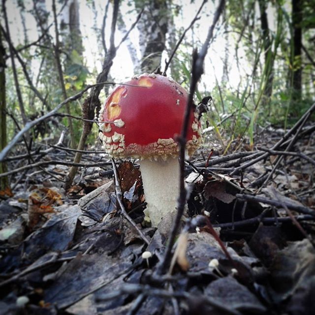 forest, tree, red, mushroom, close-up, fungus, focus on foreground, growth, nature, toadstool, tree trunk, selective focus, day, outdoors, no people, leaf, tranquility, wood - material, field, plant