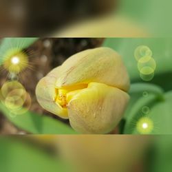 Close-up of yellow flower