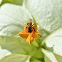 Close-up of bee on flower