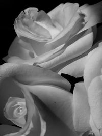 Close-up of rose flower against black background