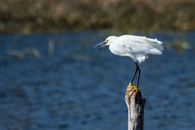 Bird perching on wooden post