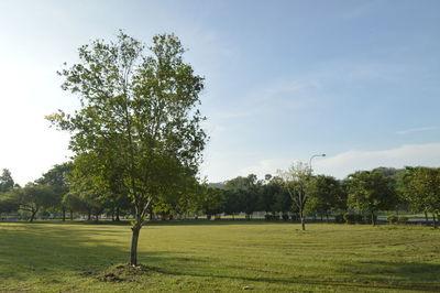 Trees on field against sky