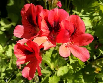 Close-up of red flowers blooming outdoors