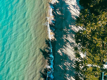 High angle view of plant on sea