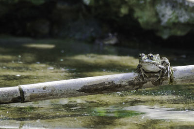 Close-up of turtle on wood in lake