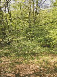 Trees growing in park