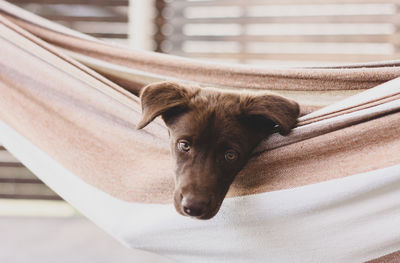 Close-up portrait of dog relaxing in hammock outdoors