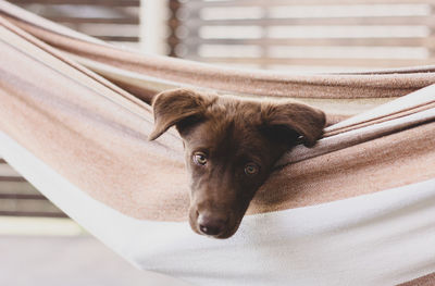 Close-up portrait of dog relaxing on floor