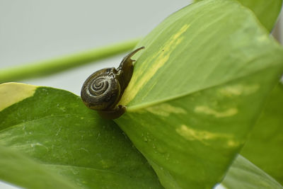 Close-up of snail on leaves